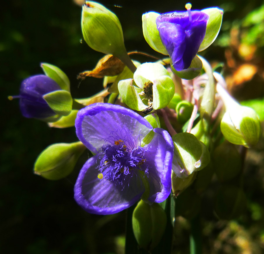 Zig-Zag Spiderwort